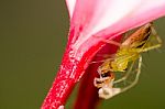 Spider Prey Stock Photo
