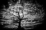 Spooky Bare Tree Stock Photo