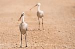 Spoonbill Stock Photo