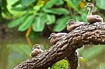 Spot Billed Duck Stock Photo