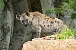 Spotted Hyena Stock Photo