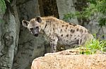 Spotted Hyena Stock Photo