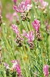 Spring Field Of Lavender Flowers In The Summer Stock Photo