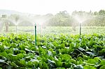 Sprinkler Irrigation In Cauliflower Field Stock Photo