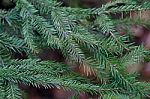 Spruce Tree Close-up Stock Photo
