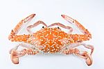 Steamed Blue Swimming Crab Stock Photo