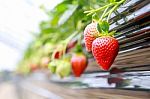 Strawberry Farm Stock Photo