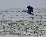 Stubby Tailed Purple Moorhen Stock Photo