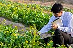 Students Are Studying Vegetables In The Garden Stock Photo
