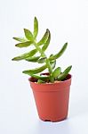 Succulent: Kalanchoe Blossfeldiana Stock Photo