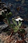 Succulents That Grow Wild On The Rocks C Stock Photo
