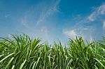 Sugar Cane With Blue Sky Stock Photo