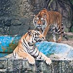 Sumatra Tiger Stock Photo