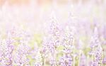 Summer Blossoming Lavender Background, Selective Focus Stock Photo