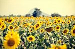 Summer Sunflower Field. Field Of Sunflowers With Blue Sky. A Sun Stock Photo