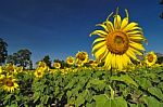 Sun Flower Stock Photo