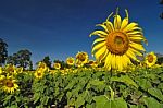 Sun Flower Stock Photo