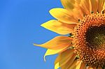 Sunflower  Stock Photo