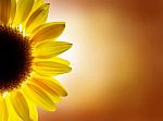 Sunflower Stock Photo