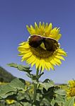 Sunflower Decorated With Sun Glass In Blue Sky Stock Photo