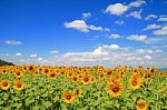 Sunflower Field Stock Photo