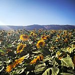 Sunflower Field  Stock Photo