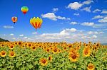 Sunflower Field And Balloon Stock Photo