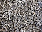 Sunflower Seeds Stock Photo