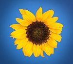 Sunflower With Blue  Stock Photo