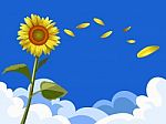 Sunflower With Sky Stock Photo