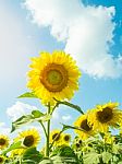 Sunflower With Sunflower Field And Cloud In Blue Sky Stock Photo