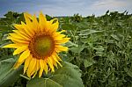 Sunflowers At Sunset Stock Photo