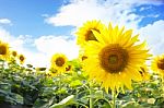 Sunflowers Blooming In The Field Stock Photo
