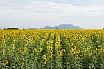 Sunflowers In Thailand Stock Photo