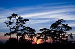 Sunset Through Pine Trees Stock Photo