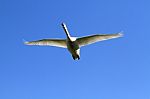 Swan In Flight Stock Photo