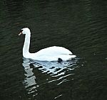 Swan In Water Stock Photo