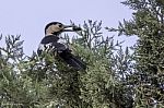 Syrian Woodpecker Stock Photo