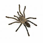 Tarantula Stock Photo