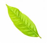 Tea Leaf Isolated On The White Background Stock Photo