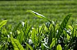 Tea Leaves At Plantation Stock Photo