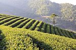 Tea Plantation  Stock Photo