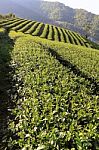 Tea Plantation  Stock Photo