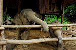 Thai Elephant Stock Photo