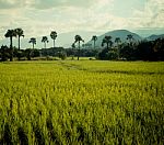 Thailand Rice Field Stock Photo