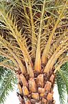The Date-palm. Palm Plant Stock Photo