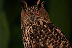 The Eurasian Eagle Owl-bubo Bubo Stock Photo