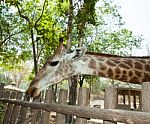 The Giraffe In The Zoo Stock Photo