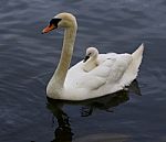 The Mute Swan Is Carrying Her Chick On The Back Stock Photo
