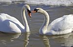 The Mute Swans In Love Stock Photo